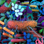 The human Microbiome