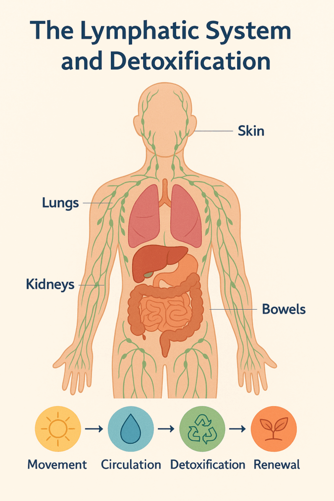 the lymphatic system detoxification