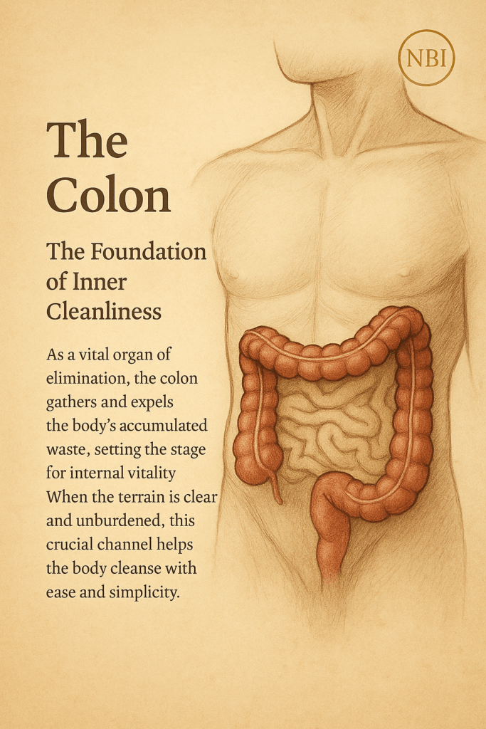 The colon