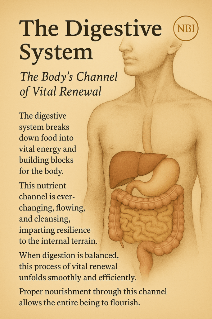 digestive system
