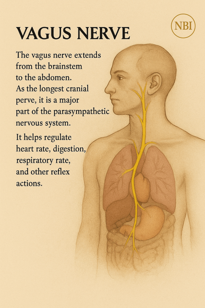 vagus nerve