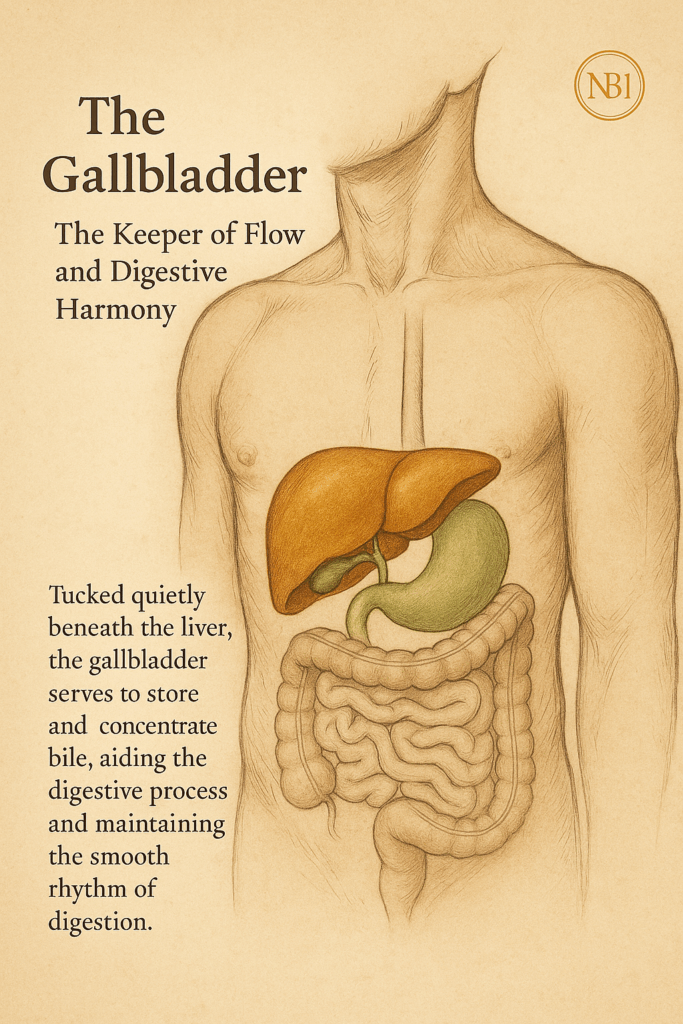 The gallbladder