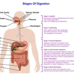 stages of digestion