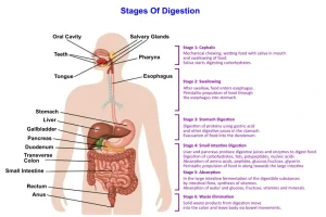 stages of digestion