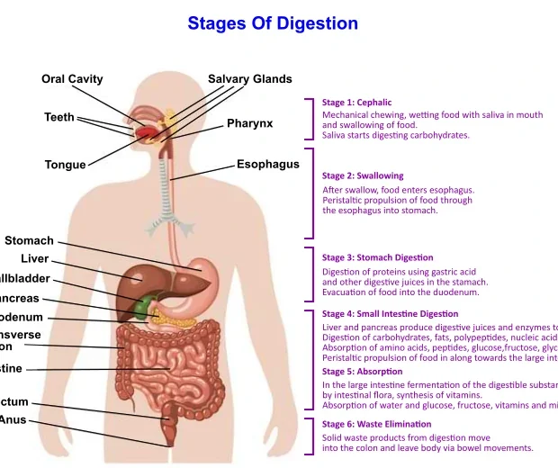 stages of digestion