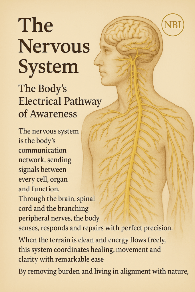 nervous system