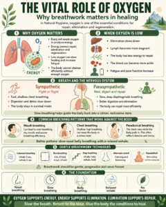 oxgyen in the body