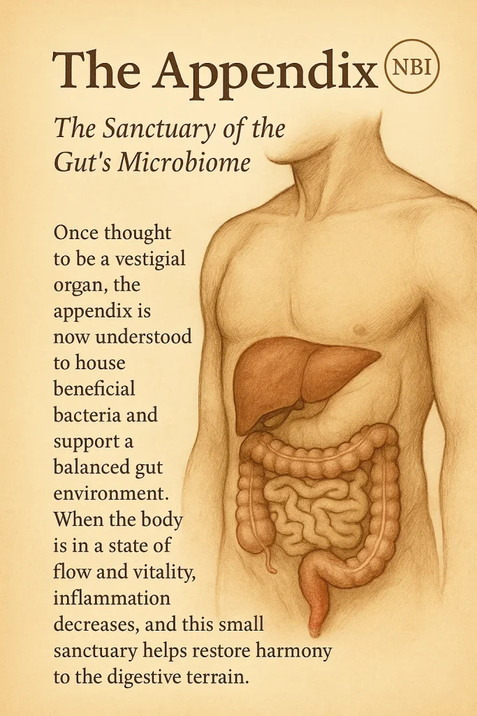 appendix