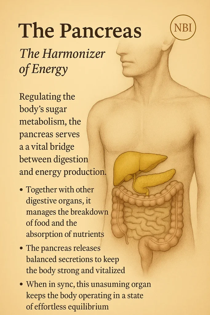 Pancreas