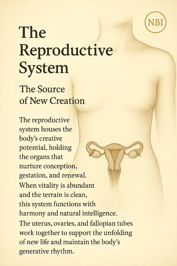 Reproductive System
