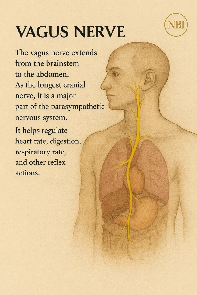 Vagus Nerve