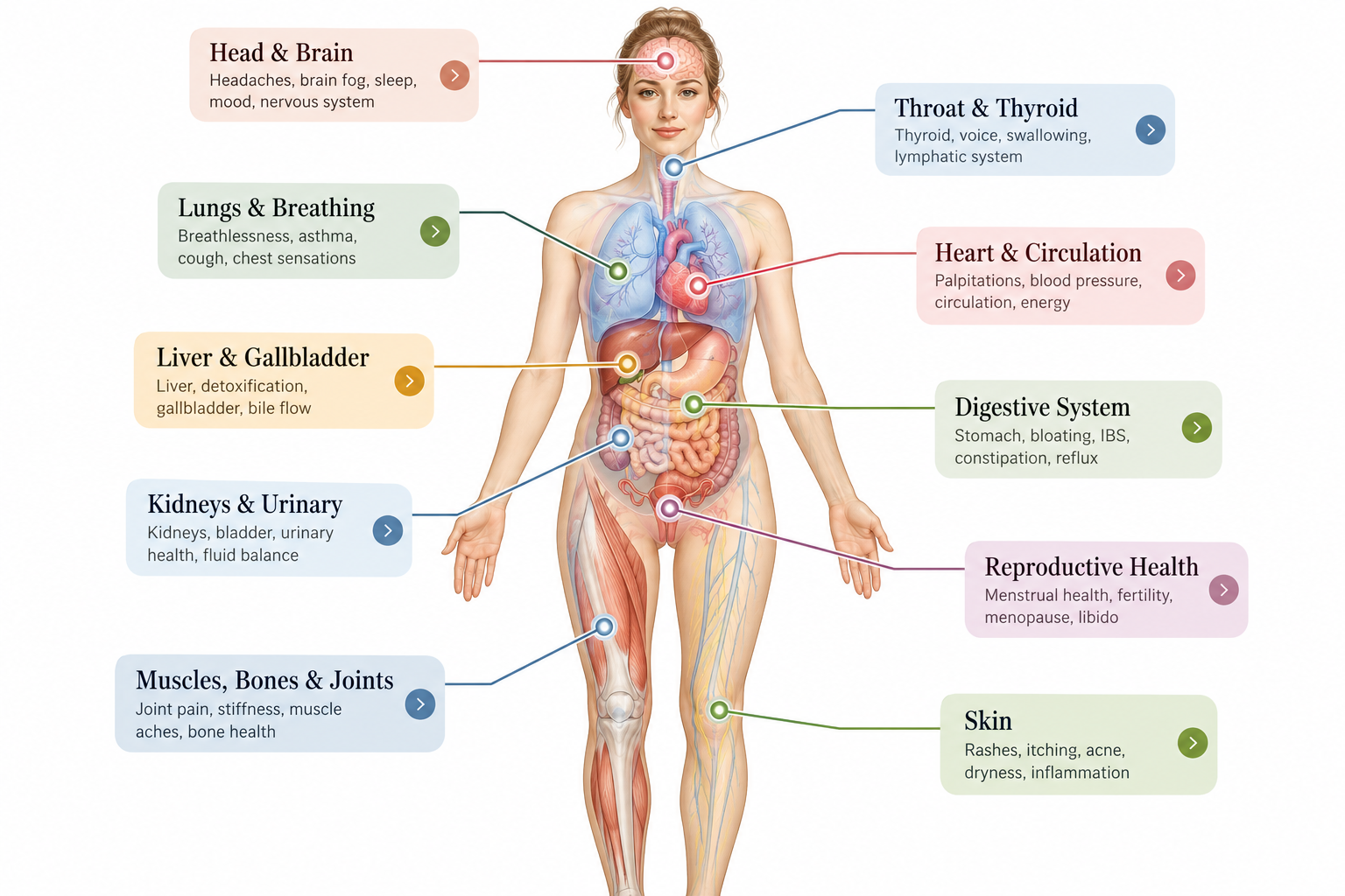 Interactive illustrated map of the body showing major organs and systems